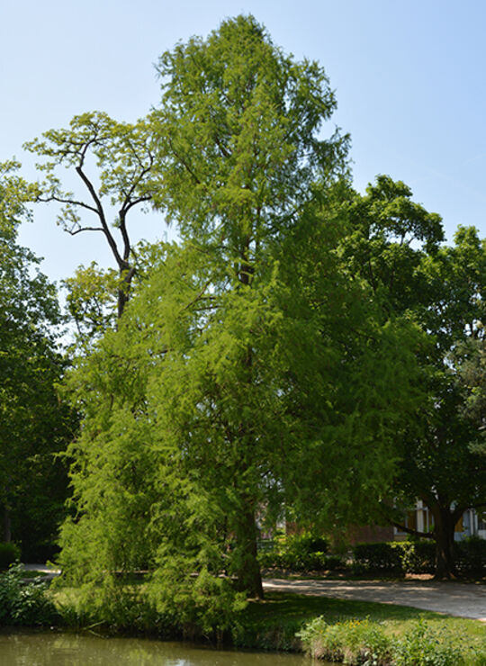 Cyprès chauve de Louisiane