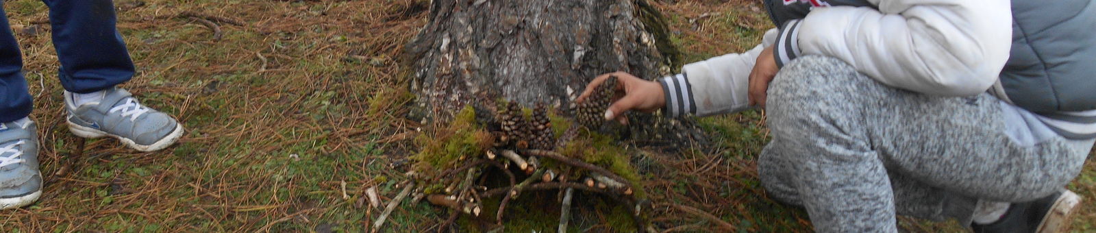 Ecole élémentaire - Faune et flore.