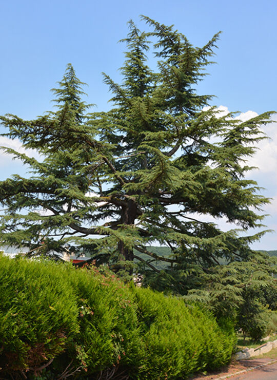 Cèdre de l’Himalaya