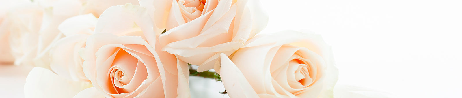 Roses roses.
