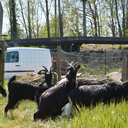 Arrivée des chèvres à Jaumeron