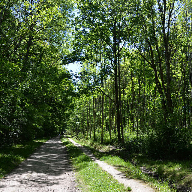 Le bois de la Hacquinière