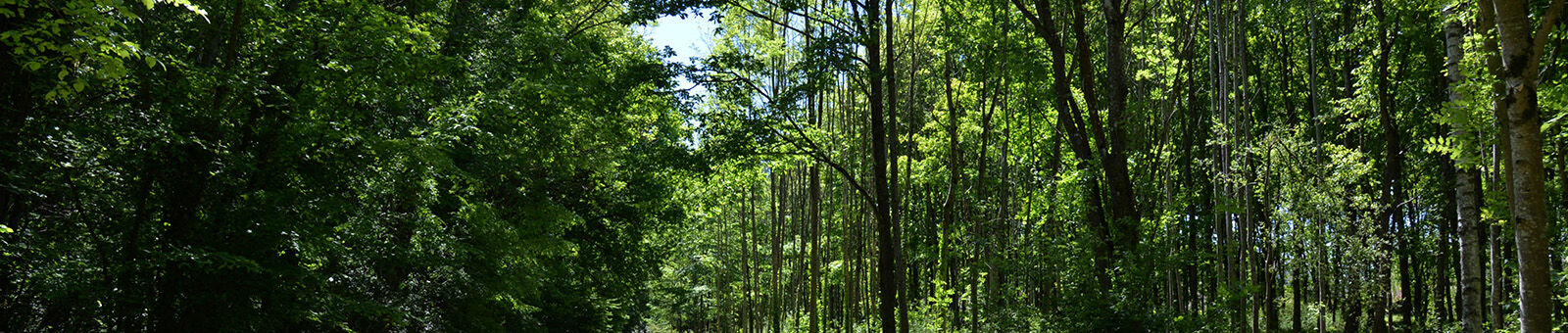 Le bois de la Hacquinière