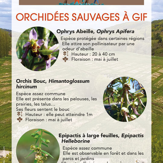 Conseils de Julien - Orchidées sauvages