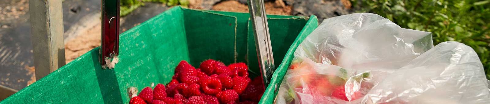 Panier de framboises au bord d'un champs