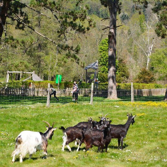 Chèvres à Jaumeron
