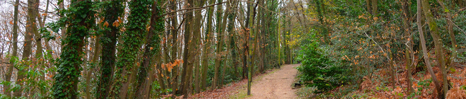 Bois de la Hacquinière en hiver