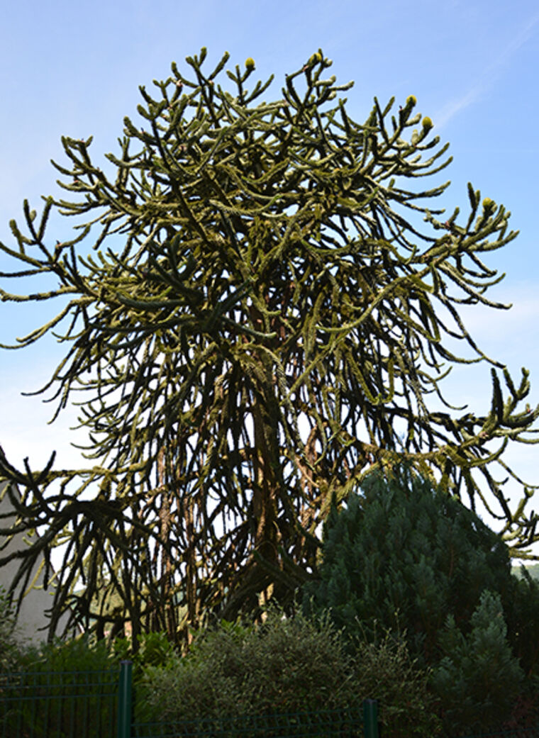 Araucaria du Chili