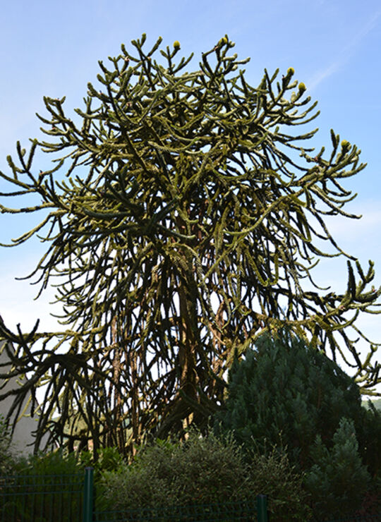 Araucaria du Chili