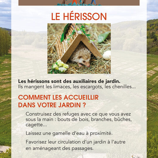 Conseils de Julien - Hérisson