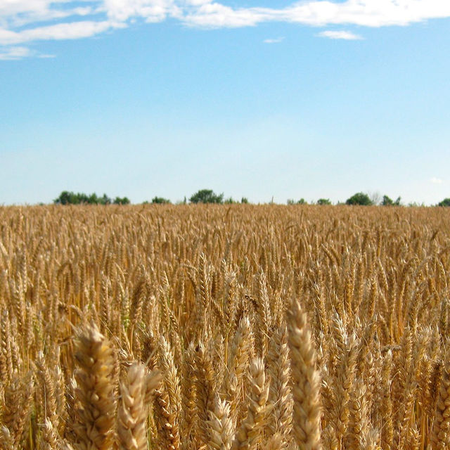 Champs de blé dans la vallée de Chevreuse.