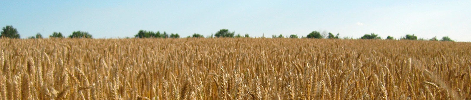 Champs de blé dans la vallée de Chevreuse.