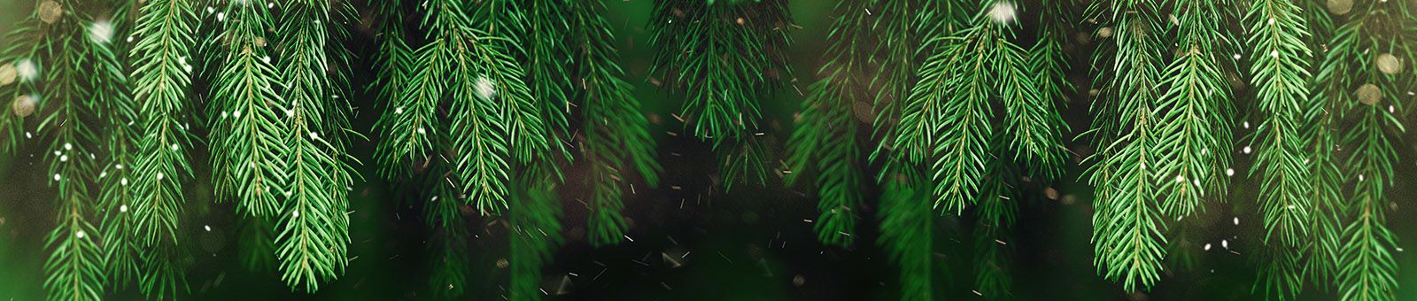 Sapins de Noël