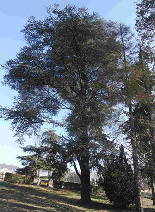 Cèdre bleu de l’Atlas