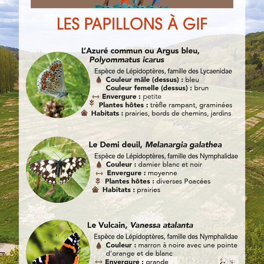 Conseils de Julien - Papillons
