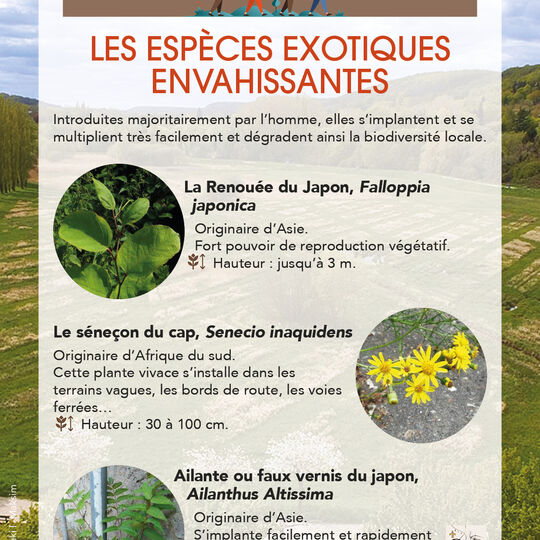 Conseils de Julien - Espèces invasives