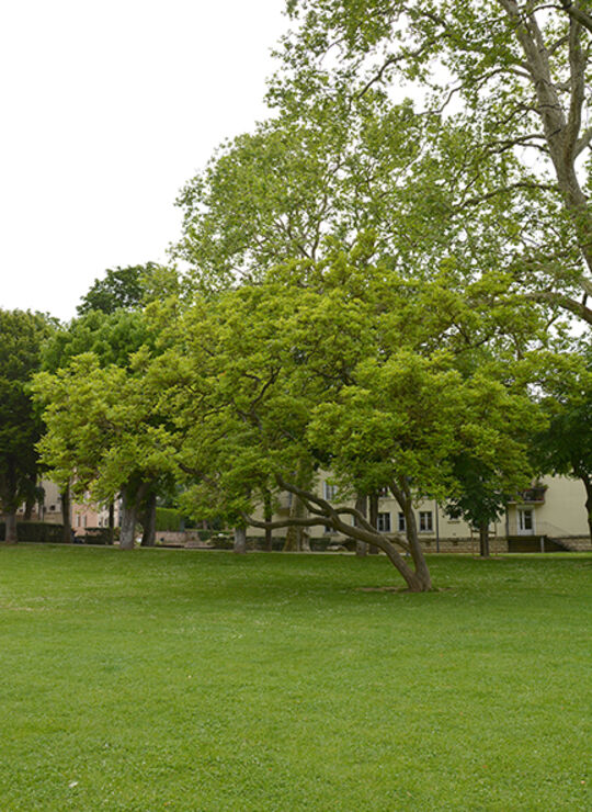 Magnolia de Soulange Bodin