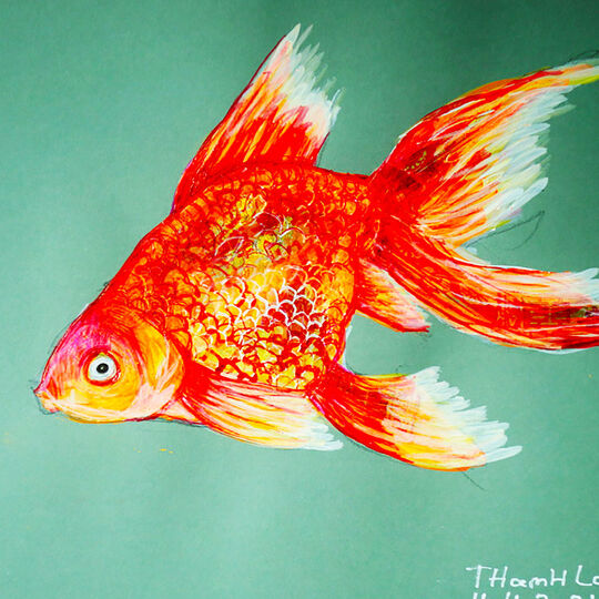 Goldfishy, Thanh Laï