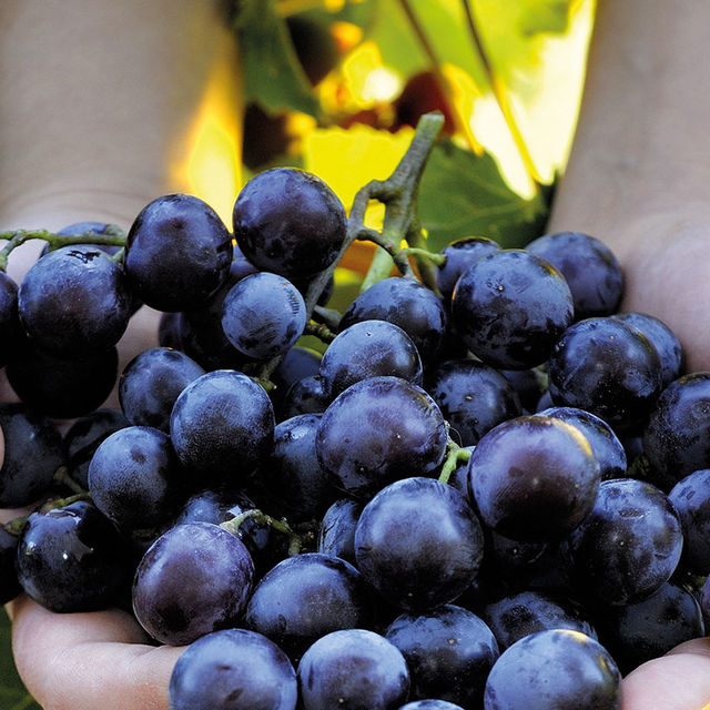 Grappe de raisin