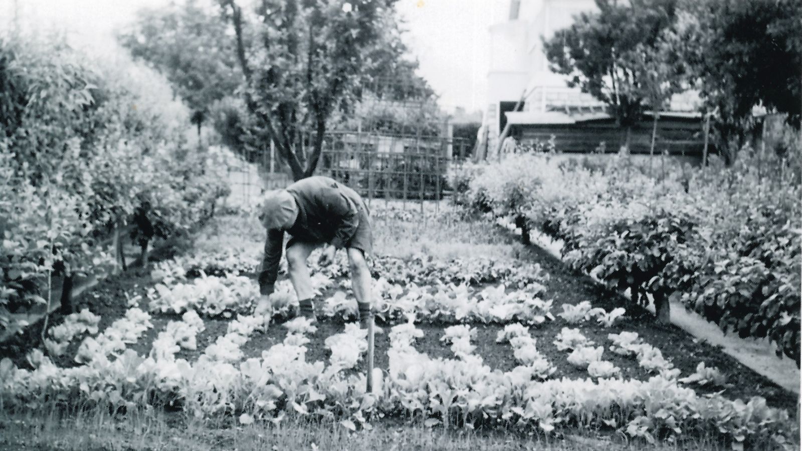 Un jardin potager, prairie de Courcelle, au lendemain de la Seconde guerre mondiale