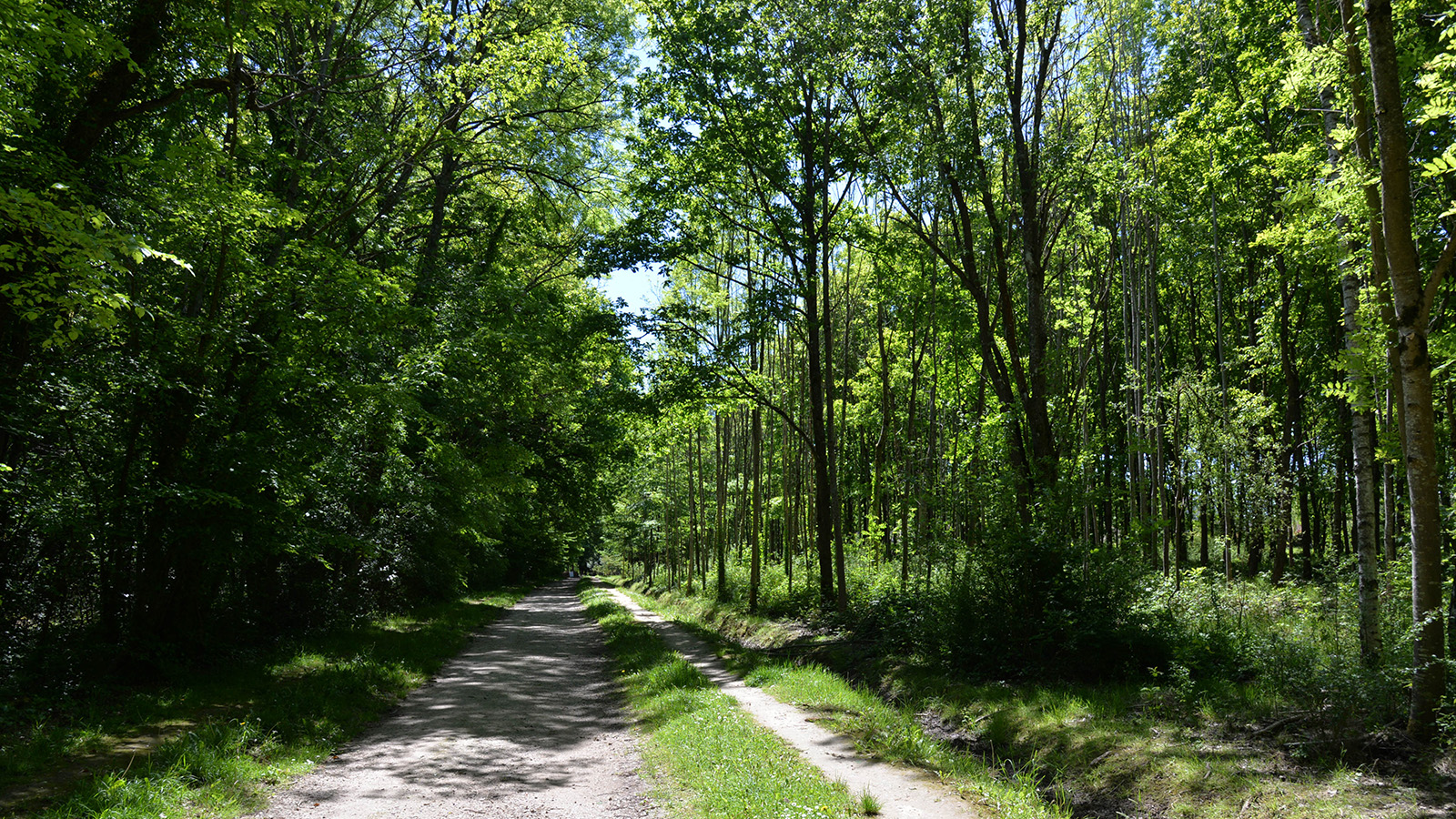 Le bois de la Hacquinière